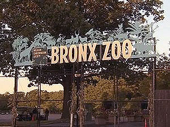Man survives mauling by tiger in Bronx zoo, charged for misdemeanour trespassing