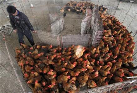 China Closes Live Poultry Markets On Bird Flu Fear