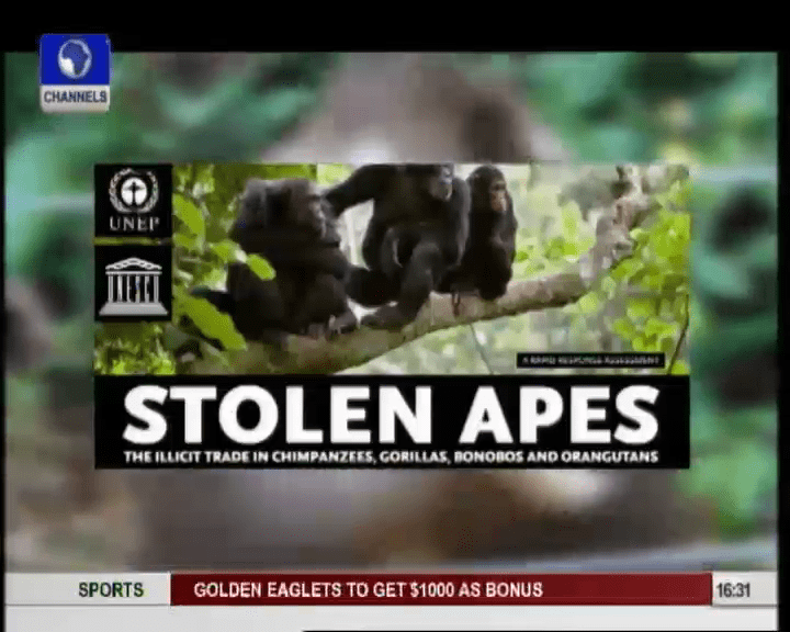 EARTHFILE: Cross-River Gorillas Might Go Extinct By 2030