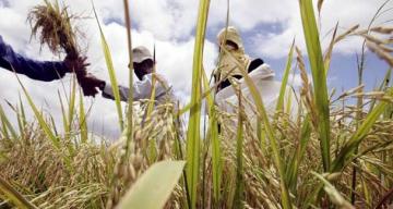 Understanding Nigeria’s Rice Revolution