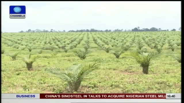 Returning Nigeria To World’s Leading Producer Of Oil Palm