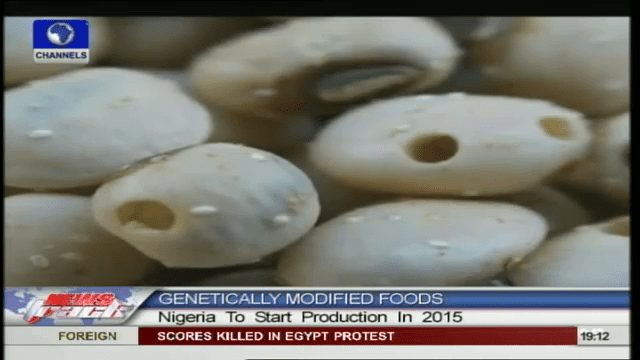 Is Nigeria Ready For Genetically Modified Food?