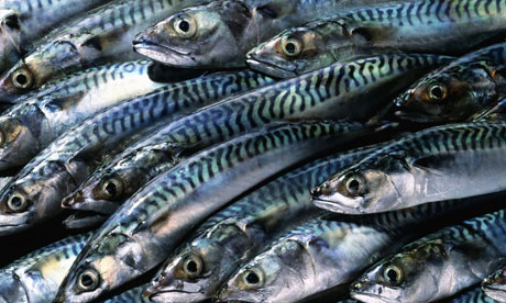 25 Per Cent Reduction In Fish Imports Will Not Cause Inflation – Fish Importer