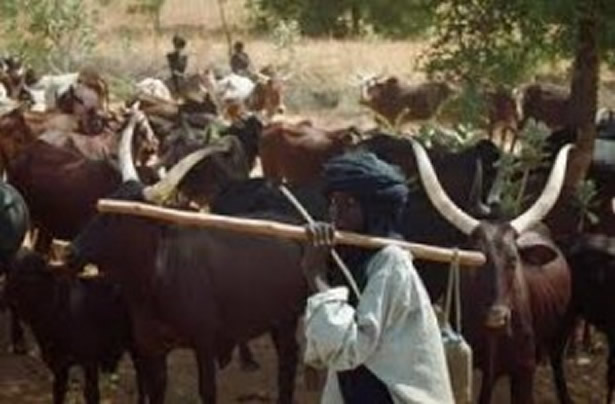 Suspected Fulani Herdsmen Kill 2 Farmers In Anambra