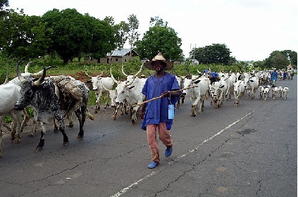 Grazing Reserve Policy: Plateau Considers Ranching Option