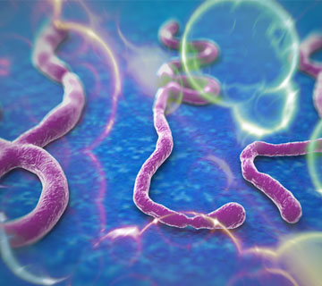 Ebola