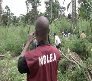 NDLEA_New
