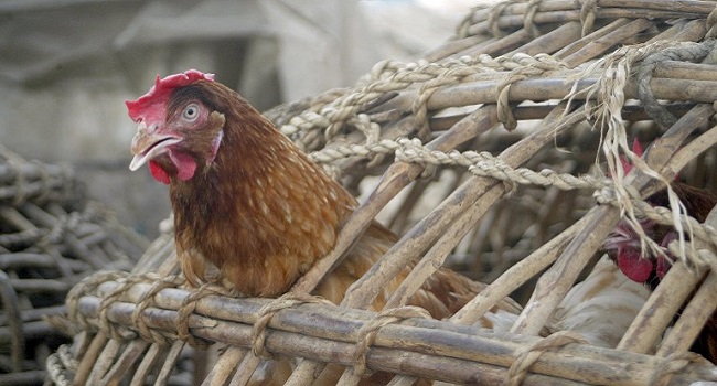 Obiano Signs $61m Poultry Farming MoU With Lynden Farms