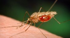 United States To Spend $9.6m On Malaria Control In Sokoto