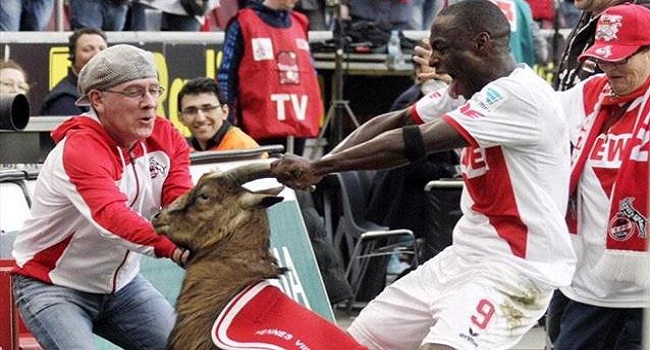 Cologne’s Ujah Apologises To Goat For Rough Treatment