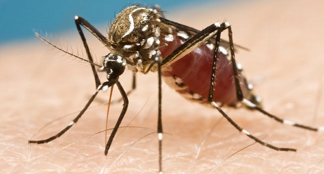 Scientists Discover How Mosquitoes Detect Human Sweat