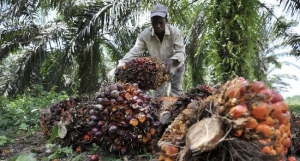 palm-oil-plantation