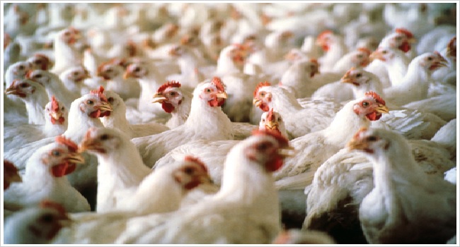 Anambra State Partners With Private Sector In 15bn Naira Poultry Business