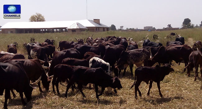 Ibrahim Gaidam, Animal Vaccination, Yobe