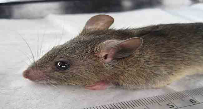 Lassa fever rat