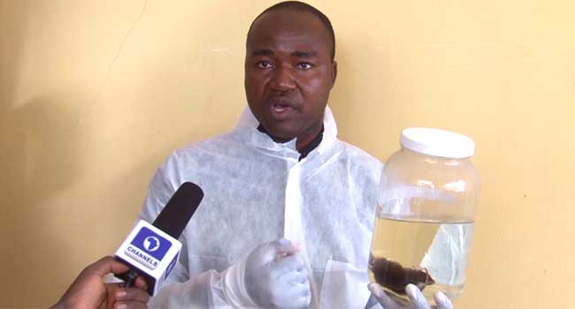 Lassa Fever: Doctors Blame Negligence For Spread