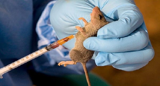 Six Die From Lassa Fever In Six States This Week