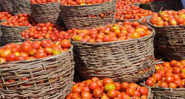 Tomato disease, Kaduna, tomato blight, tomato farms