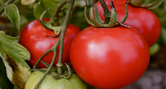 Nigeria Has Home Grown Solution To Tomato Pest, Tuta Absoluta – Onu