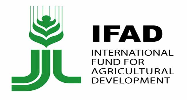 Ogun Govt. Partners IFAD On Cassava, Rice Production