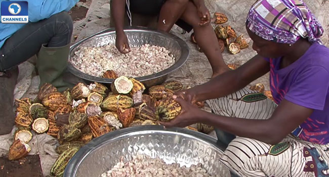 cocoa-production-in-nigeria