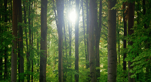 green_environment