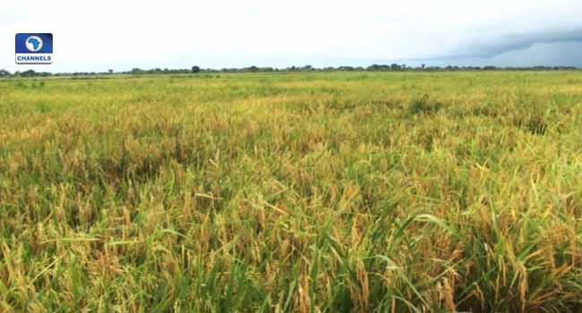 Obiano Commissions Josan Rice Farm And Mills In Anambra State