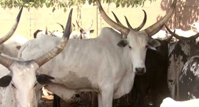 Police Recover 413 Cattle From Rustlers Along Abuja – Kaduna Highway