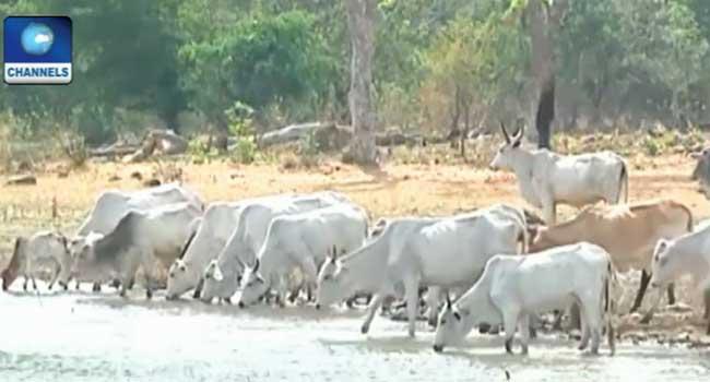 FAAN Apologizes To Airline, Passengers As Cows Invade Akure Airport