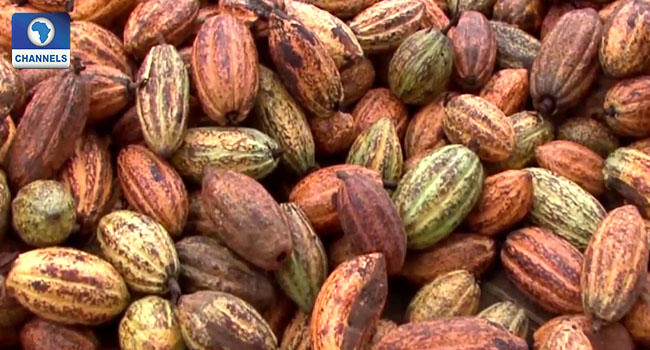 Cocoa Farmers Decry Alleged Supply Of Farm Inputs