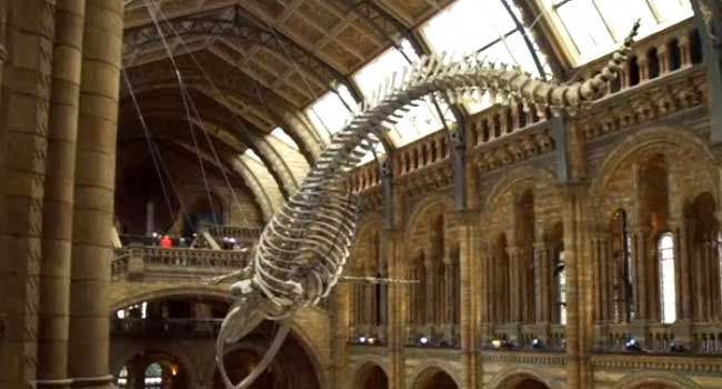 Whale Skeleton Replaces 'Dippy The Dinosaur' At London Museum