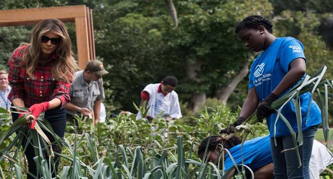 Melania Trump Harvests Michelle Obama S Vegetable Garden