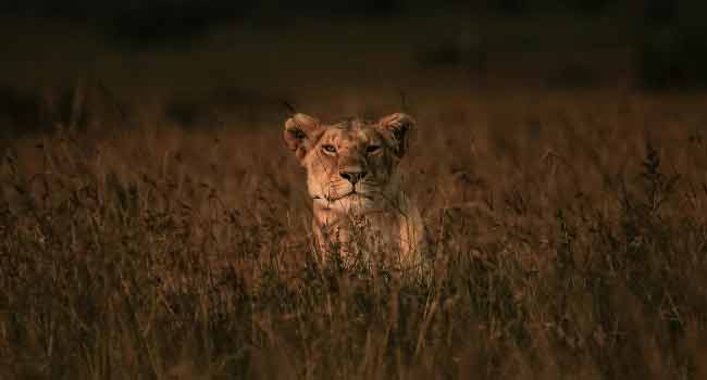 Lion Kills, Eats Suspected Poacher 