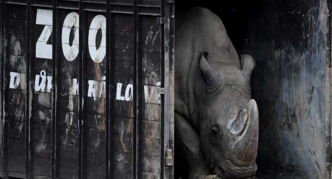 World’s Last Male Northern White Rhino Dies At 45