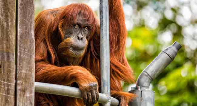 Sumatran Orangutan World's Oldest Sumatran Orangutan Dies Aged 62 • Channels Television