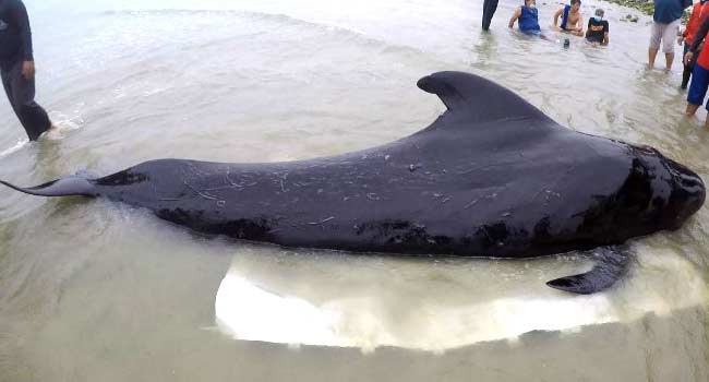 Whale Dies In Thailand After Swallowing 80 Plastic Bags
