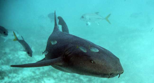 Shark Pulls Woman Overboard By Biting Finger In Australia