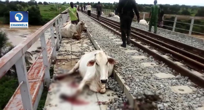 Train Crushes 52 Cows To Death In Kaduna – Channels Television Train Crushes 52 Cows To Death In Kaduna – Channels Television