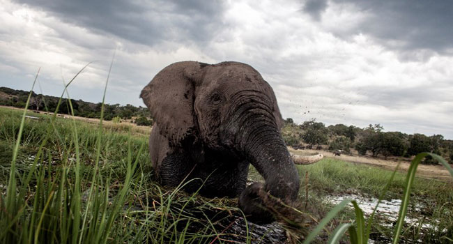 Tanzanian Arrested With Tusks From 117 Elephants