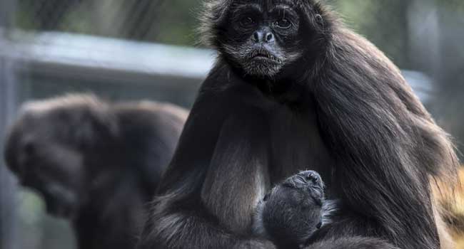 Monkey Zoo Celebrates Birth Of Endangered Spider Monkey • Channels Television