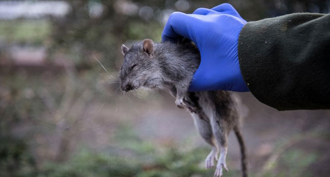 World’s First Human Case Of Rat Disease Found In Hong Kong
