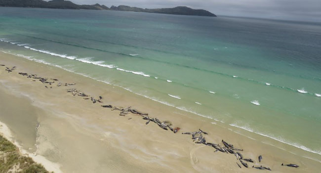 145 Whales Die On Remote New Zealand Beach