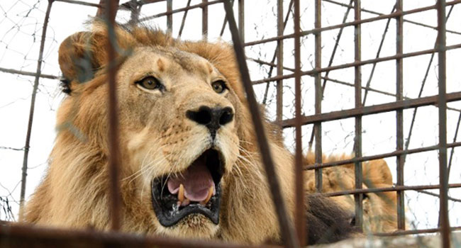 Lion Kills Woman At Conservators Centre