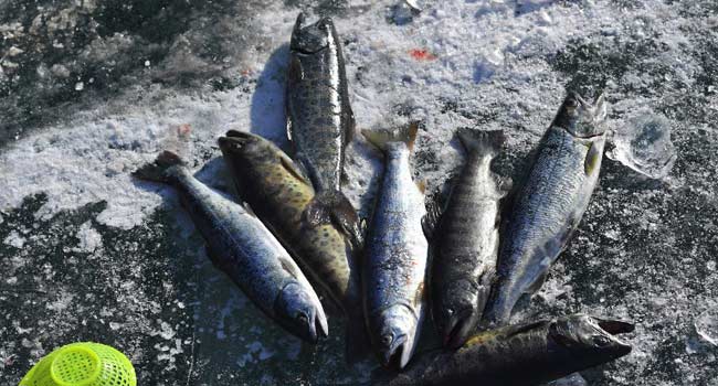 Million Dead Fish Cause Environmental Stink In Australia