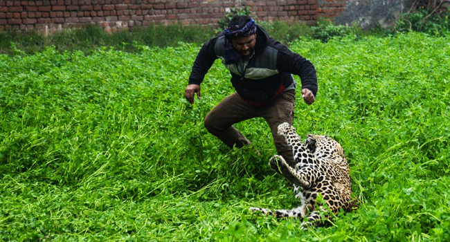 Panic In Indian City As Leopard Goes On Rampage