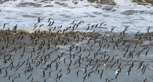 Scientists Probe Mystery Of Mass Bird Deaths