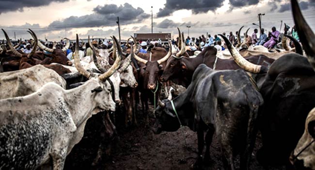 Kara Cattle market