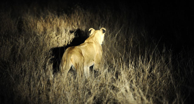 SA Authorities Warn Residents As 14 Lions Escape Kruger National Park
