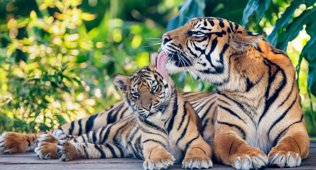 More Than 2,300 Tigers Killed, Trafficked This Century – Report