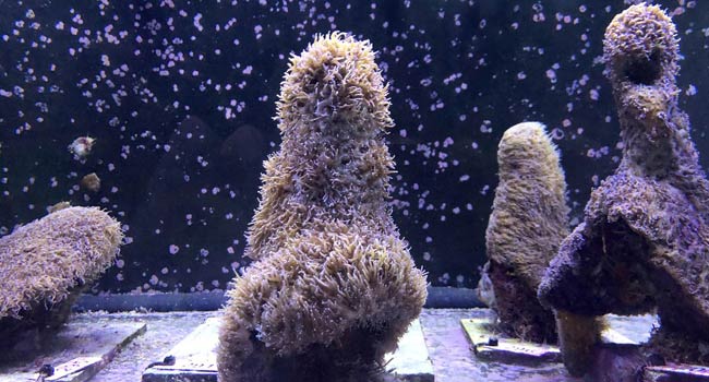 Scientists Reproduce Coral In Laboratory